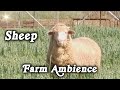 ▶️ Sheep In The Field. Relaxing Country Sounds. Farm Ambience. 10 Hours. 🌏