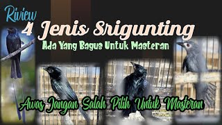 Review 4 Jenis Sri Gunting Yang Ada di INDONESIA, 3 Diantaranya Bagus Untuk Masteran.