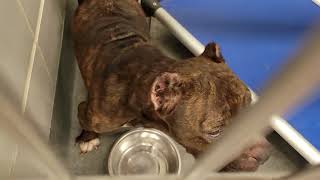 acs A685404