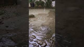 Nature lovers #shorts #shortvideo  #viral #viralvideo #best #rain #love