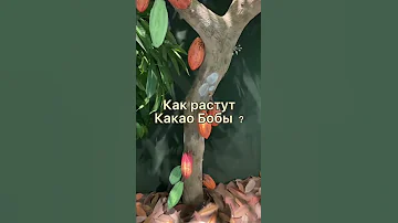 Музей Lindt 🍫 (Museum Lindt) Шоколадный Фонтан 9 м. Как Растут Какао Бобы? Сколько Стоит Музей?