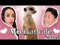 Meerkat Cafe in Seoul l Travel + Vlog