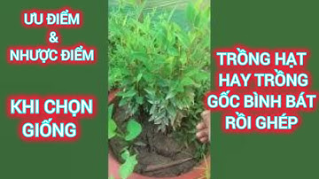 🔴 NÊN TRỒNG MÃNG CẦU XIÊM HẠT HAY GỐC GHÉP BÌNH BÁT | KÝ SỰ ĐỜI TUI 