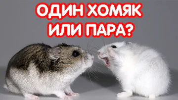 Одиночное и парное содержание хомяков. Ссаживание и знакомство. Хомяки дерутся - что делать?