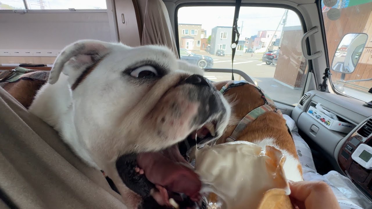 【北海道車中泊】旅の最終目的地に辿り着いても食べることしか考えていないブルドッグのぶるまる&まるこwith親ブル