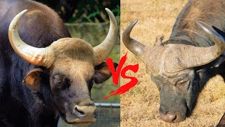 Indian Gaur VS African Cape Buffalo - Which is Stronger?