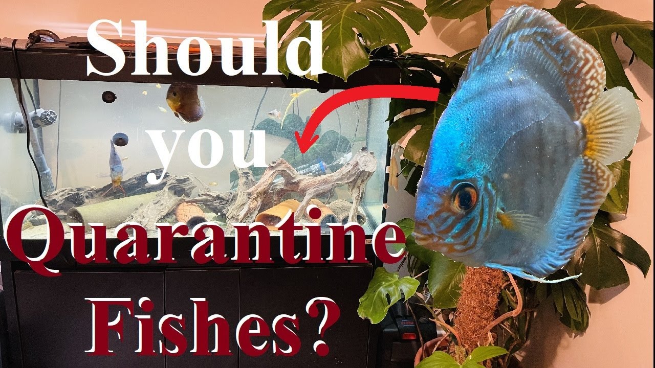 Do You Need To Quarantine Aquarium Fishes A Fish Biologists Thoughts