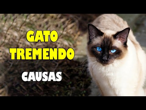 POR QUE O GATO TREME? GATO TREMENDO - CAUSAS - Gatil Hauser