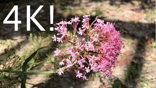 iPhone 7 4K Video Sample
