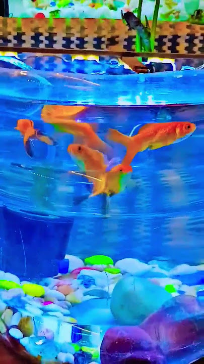peace of life fish keeping hobbies