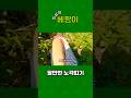 #노각 #농촌 #일상 #vlog #food #개화 #김마리
