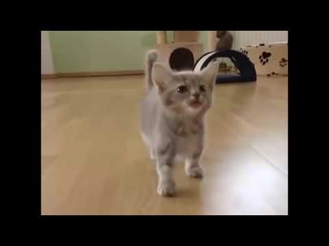 Video: Pisicile Pot Obține Zdruncinări?