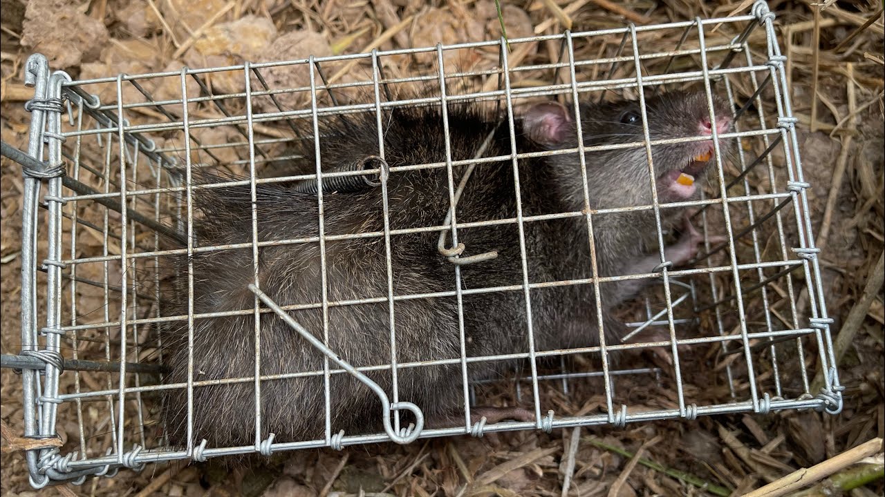 Thăm bẩy chuột cuối năm không ngờ trúng đậm bầy chuột cống nhum khủng