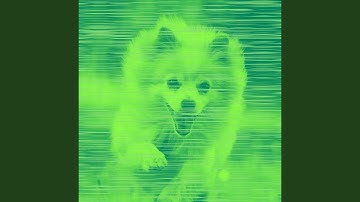 Pulsating Ambience for Keeping Your Dog Happy