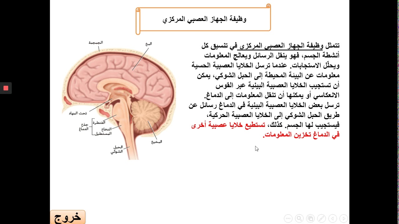 الدماغ والحبل الشوكي مكونات الجهاز العصبي