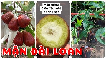 Cây Mận Đài Loan siêu đặc ruột không hạt | 0386569374 - Ngọc Ngân Bến Tre | Chuyên cây độc lạ