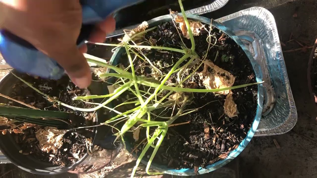 Cabbage worm chronicles!!! 