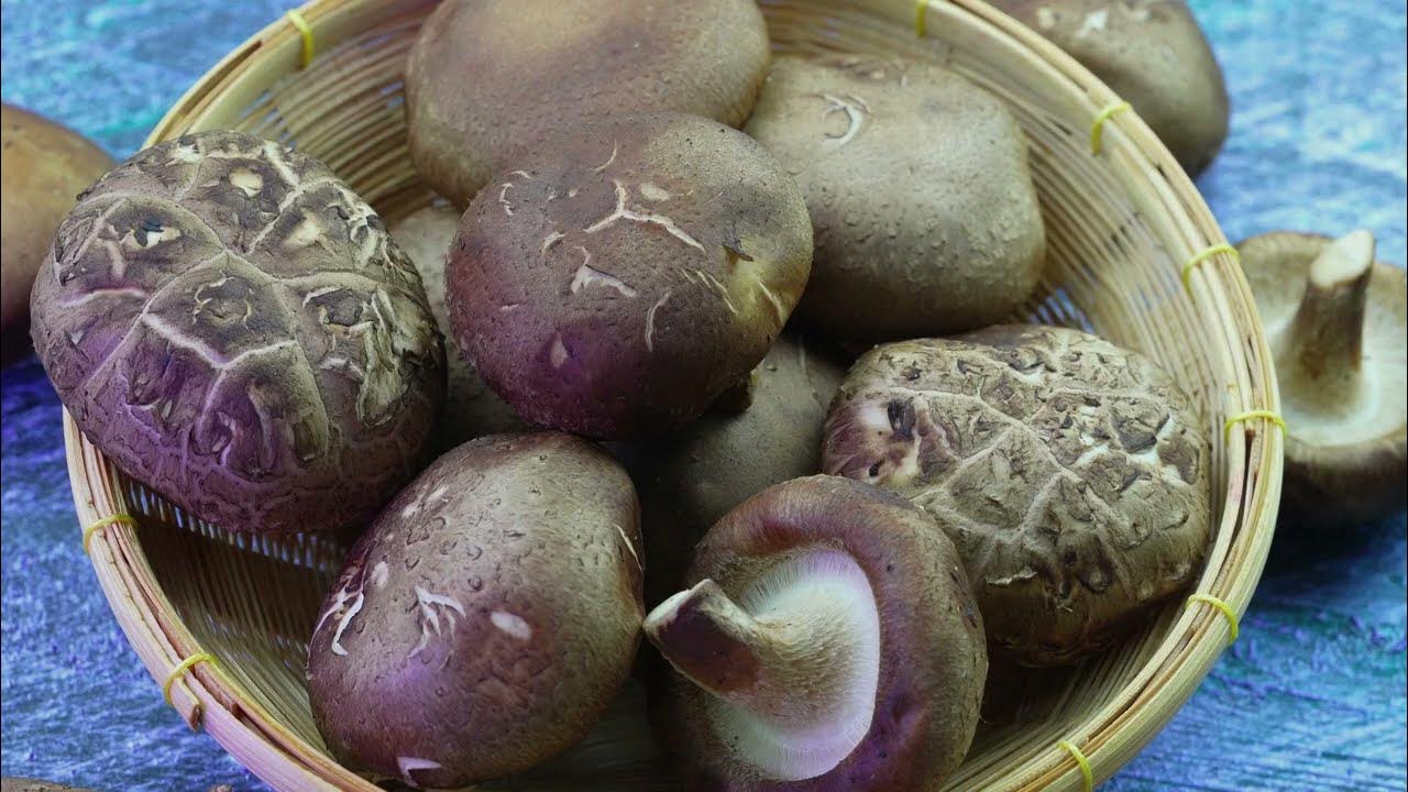 Medicinal Mushrooms For Dogs Shiitake YouTube