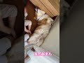 絶対に起きないラッキー【コーギー 】