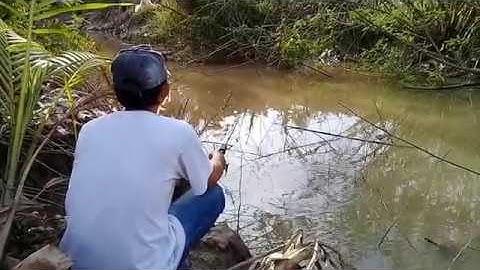 CÂU CÁ THIÊN NHIÊN||ĐIỂM CÂU CÁ ĐỒNG LI TƯỞNG 1||MINH DUC MT