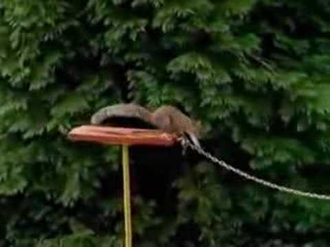 Carling Black Label Mission Impossible Squirrel Youtube