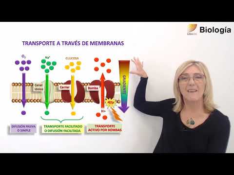 Video: ¿De qué están compuestas las membranas biológicas?