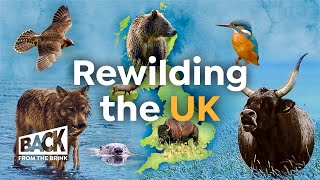 How to Bring Wilderness Back to Britain | Rewilding UK | Back from the Brink