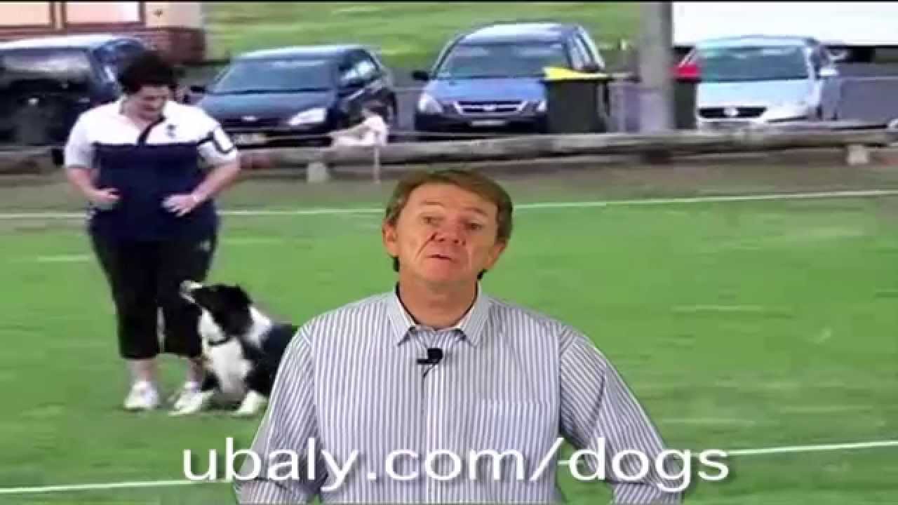 Dog Training Basics Review YouTube