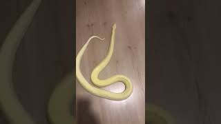 Albino Python