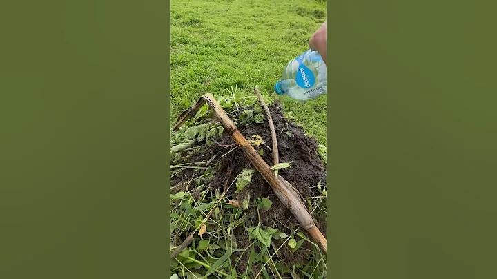 I Pee Liquid Gold - Using Urine as Fertilizer