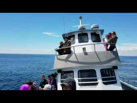 Video: Ngắm cá voi ở Maine