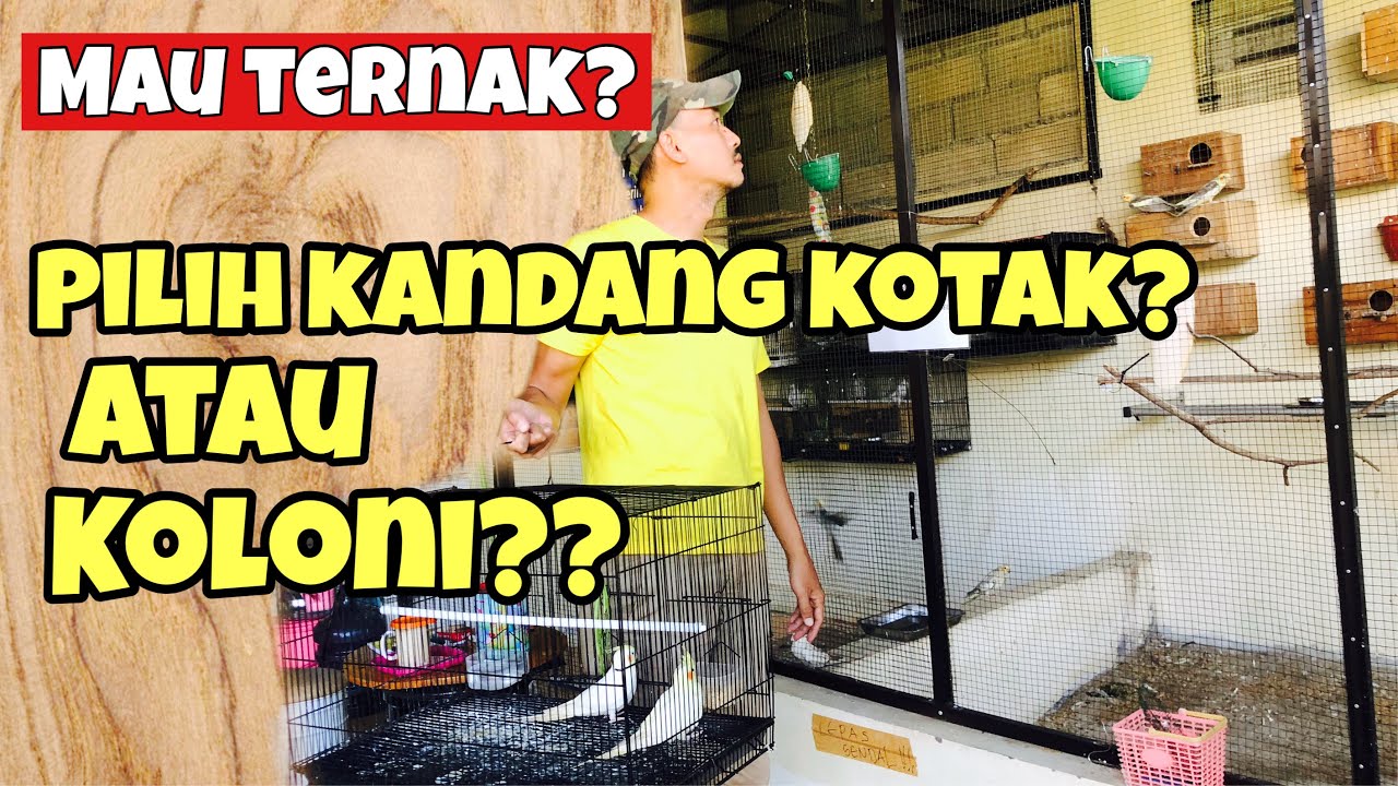 Mau ternak Falk | Parkit Australia pilih kandang kotak atau dengan