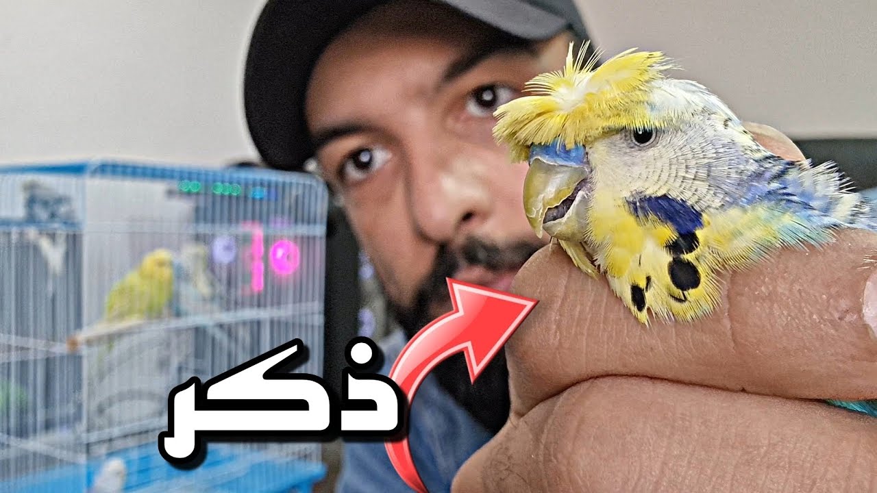 كل ما تحتاج معرفته قبل شراء طيور البادجي 🤔