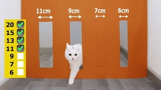 Funny Cat Vs Reducing Passage | Part 2 by MiMo Cats 6,392 views 6 months ago 1 minute, 2 seconds