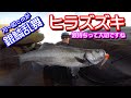 【ランカー炸裂】ゴロタや磯のヒラスズキ【波待ち大切】#54