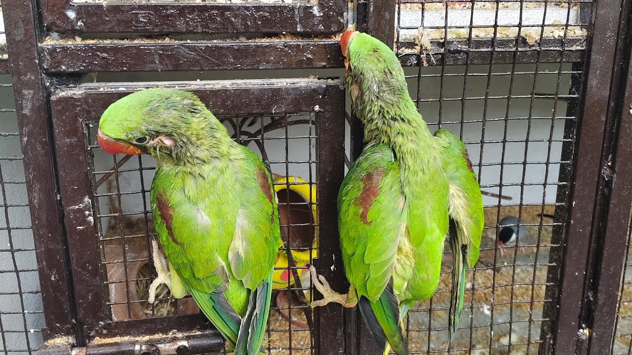 Pyar se sab kucha jita Ja sakta hai