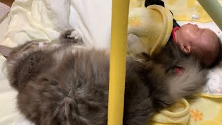 赤ちゃんの足元で寝てたはずが最終的に隣で添い寝する猫　ノルウェージャンフォレストキャット　Cat sleeping with a baby