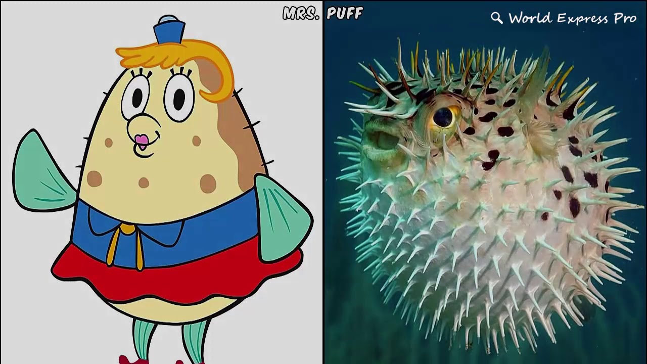 Spongebob Squarepants Characters in real life 2 | Spongebob,squarepants | World Express Pro