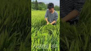 Why He Pulls Weeds Out of Wheat