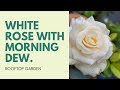 White Rose with the morning dew.