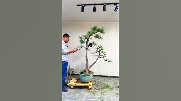 Tạo dáng bonsai một cây Thông lớn #bonsaitutorial #shortvideo (P.131)