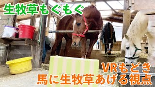 【もぐもぐ動画】馬への生牧草あげ体験？【感謝・いつもありがとうございます】 by げんき牧場チャンネル 305 views 2 months ago 8 minutes, 7 seconds