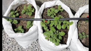 Planting potatoes in sacks