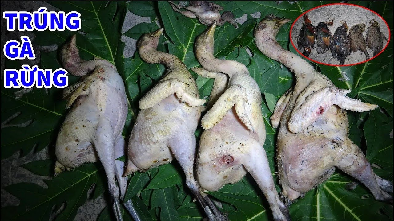 KIẾM ĂN TRONG RỪNG, TRẢI NGHIỆM NGỦ RỪNG, CUỘC SỐNG HOANG DÃ - P39