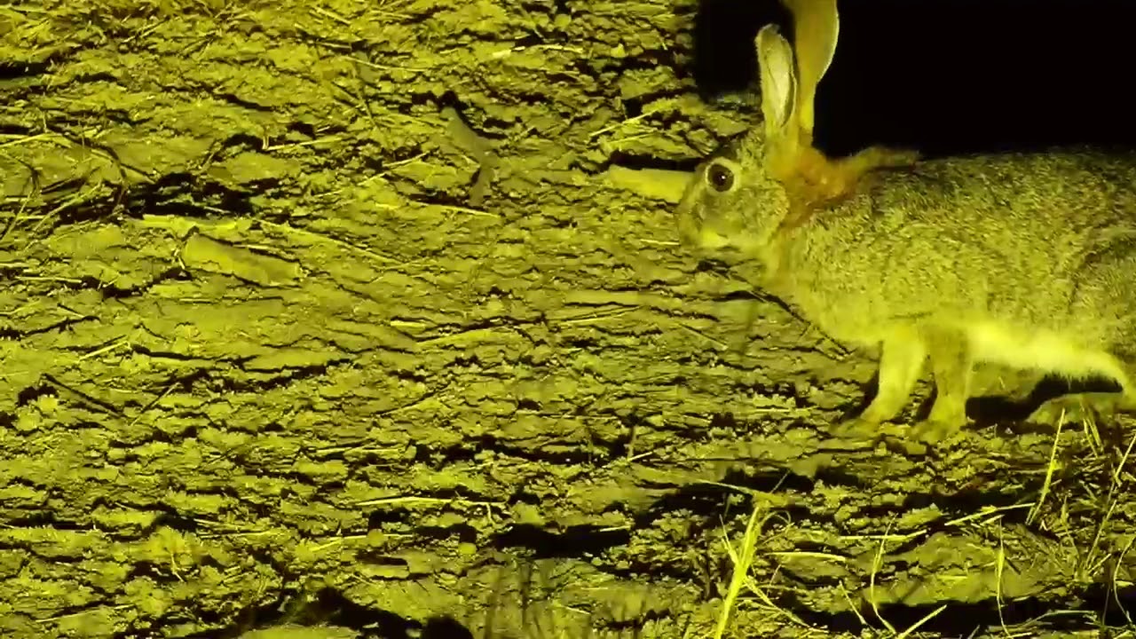 camera iphone 8 plus apk Djuma: Scrub Hare - 07/15/19