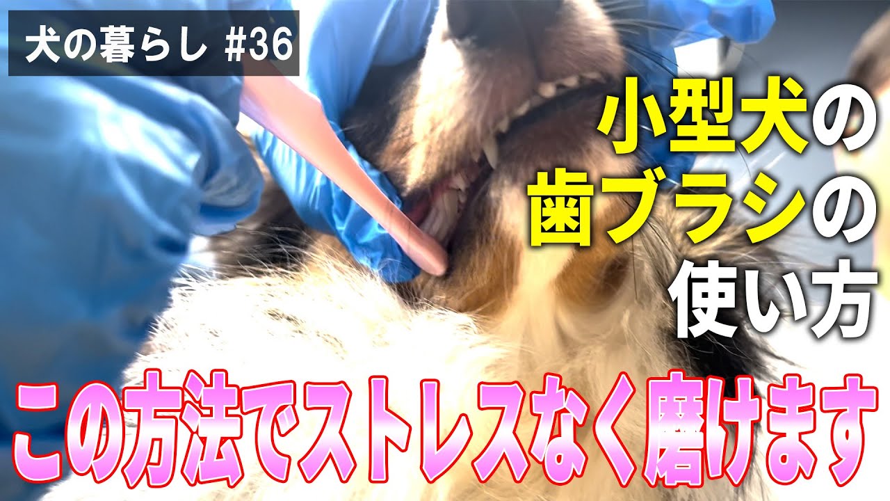 犬の暮らし 36 小型犬の歯ブラシの使い方 Youtube
