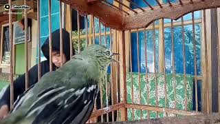 pancingan sirtu/cipoh putar 5menit jamin nyaut @Masterankicauae @SCKSadulurCipohKarawang