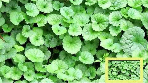 認識植物及民間常用青草藥   金錢薄荷   別名：活血丹 - 天天要聞