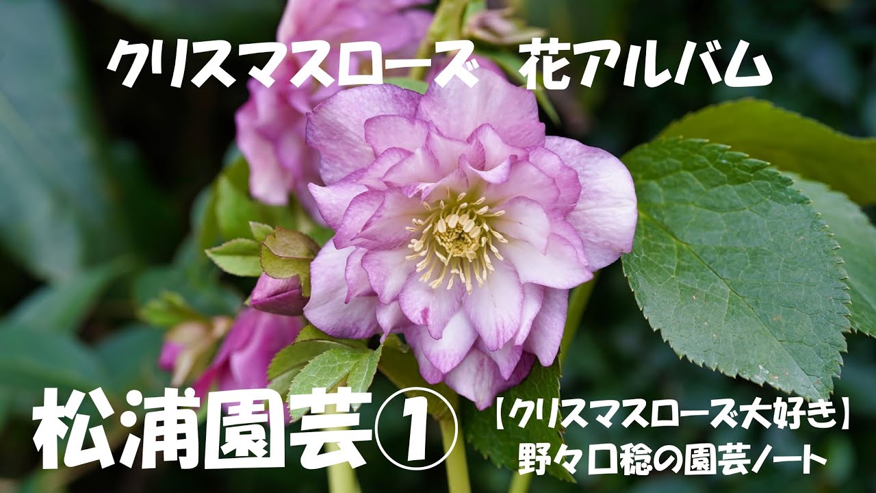 花アルバム 松浦園芸 Youtube