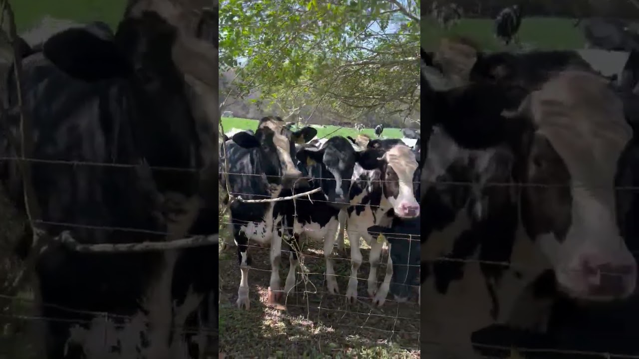 #shorts #2026 #cemetary #cows #florida #farmlife